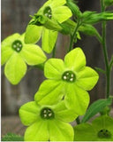 50+ GREEN NICOTIANA FRAGRANT FLOWER SEEDS  / RESEEDING ANNUAL / FRAGRANT Flowering Plants