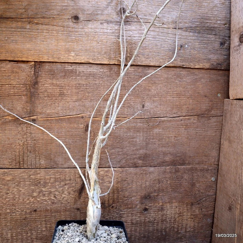 D893 BURSERA FAGAROIDES pot14-H70-W8 cm MaMa Cactus Green Plant