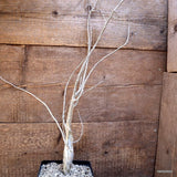 D893 BURSERA FAGAROIDES pot14-H70-W8 cm MaMa Cactus Green Plant