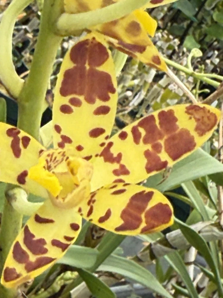 Orchid Plant Anasellia Africana 3   no pot bare root hard to find Orchids