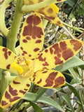 Orchid Plant Anasellia Africana 3   no pot bare root hard to find Orchids