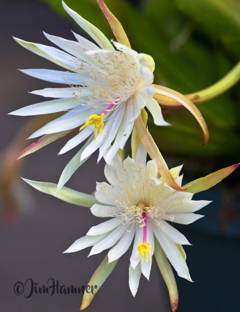 White orchid cactus blooms with yellow centers and long curved petals