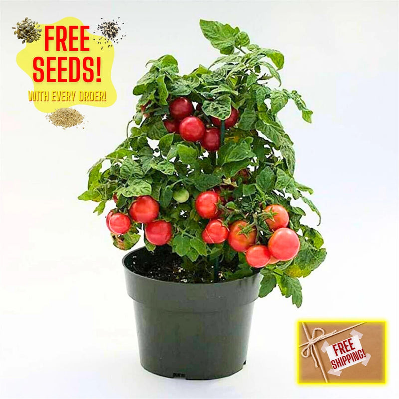 Fresh Tiny Tim Tomato Seeds | Heirloom & Non-GMO | Fresh Vegetable Seeds Garden Plants