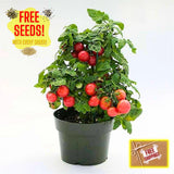 Fresh Tiny Tim Tomato Seeds | Heirloom & Non-GMO | Fresh Vegetable Seeds Garden Plants