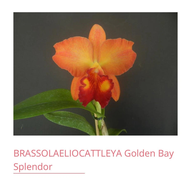 Live orchid with orange and yellow blooms and red speckled throat, green leaves