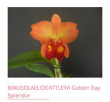 Orchid live Blc. Golden Bay Splendor - bare root Orchids