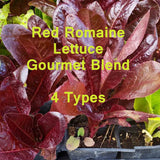 800+ RED ROMAINE LETTUCE SEEDS GOURMET SALAD BLEND FRESH HARVEST FOR GARDEN Garden Plants
