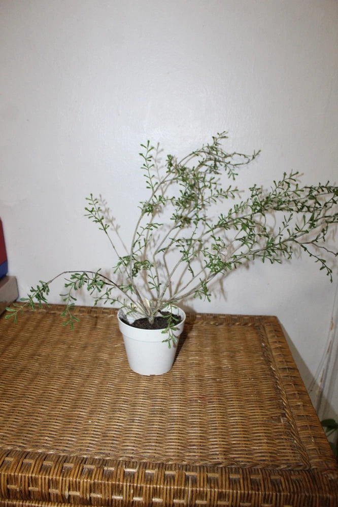 Williams Sonoma Artificial Potted Spiky Fern  Plant Green Plant