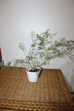 Williams Sonoma Artificial Potted Spiky Fern  Plant Green Plant