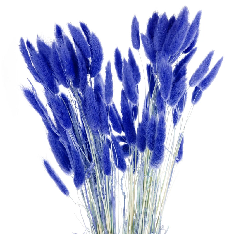 Blue dried bunny tail flowers bunches with fluffy plumes, mini pampas grass style