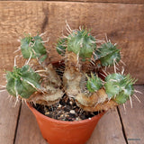 D4428 EUPHORBIA MELOFORMIS pot18-H15-W25 cm MaMa Cactus Green Plant