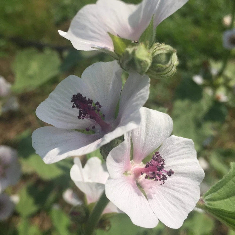 Marshmallow Seeds (Althea officinalis) ~Traditional Herb PPollinator Garden Garden Plants