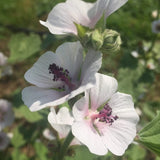 Marshmallow Seeds (Althea officinalis) ~Traditional Herb PPollinator Garden Garden Plants