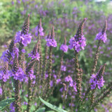 Blue Vervain Seeds (Verbena hastata) ~Traditional Herb Native Wildflower Garden Garden Plants