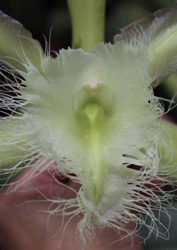 Cattleya orchid flower with pale green petals and feathery fringe