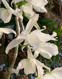 Dendrobium Anosmum  White Bloom size Fragrant Orchids