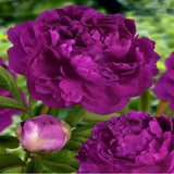 20 SEEDS for Purple PEONIES rare blossom flowering exotic plant bush USA Seller Peony
