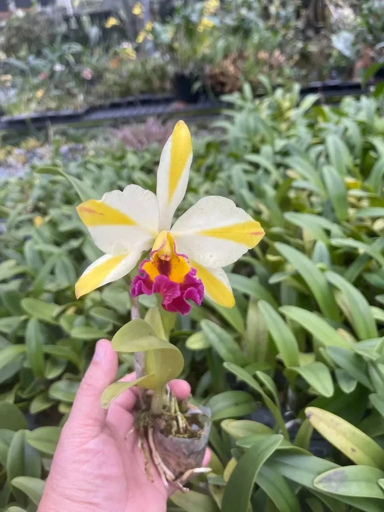 Striped Cattleya orchid in small pot, white and yellow petals with purple center