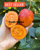 50+ Seeds Orange Tree Tomato Easy Vegetable Garden Planting Edible Garden Plants