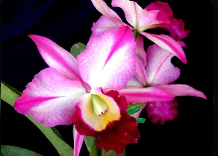 Pink and white orchid flowers with yellow center, close-up