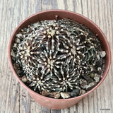 D5607 GYMNOCALYCIUM MIHANOVICHII AGUA DULCE pot6,5-H4-W6 cm MaMa Cactus Green Plant