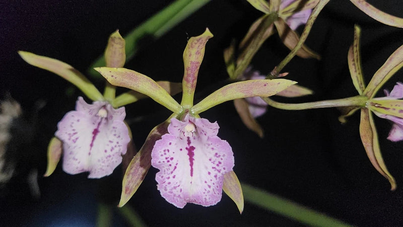 Purple speckled orchid flowers with green stems and leaves