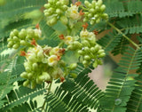 Libidibia Coriaria 15 Seeds, Caesalpinia Divi Divi, Small Tree Bonsai Shrub Flowering Plants