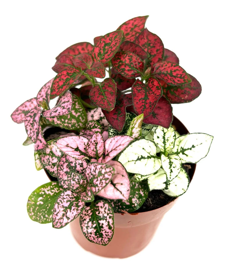Hypoestes Splash Tricolor Combo Live Potted House Plants Air Purifying, 2" Pot Green Plant