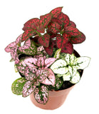 Hypoestes Splash Tricolor Combo Live Potted House Plants Air Purifying, 2" Pot Green Plant