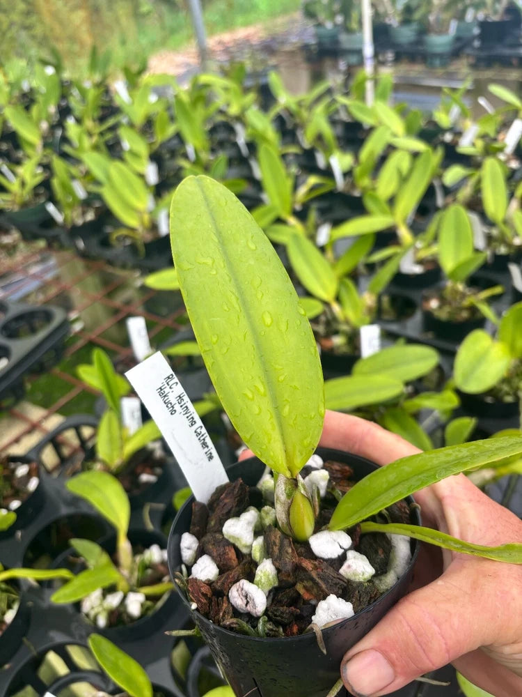 Green orchid plant in a small black pot with one tall leaf