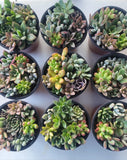 Live Rooted Plants Assorted Succulents In One 4" Nursery Pot Green Plant