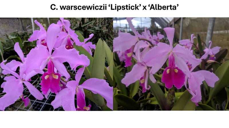 Purple orchid flowers with magenta centers and long petals