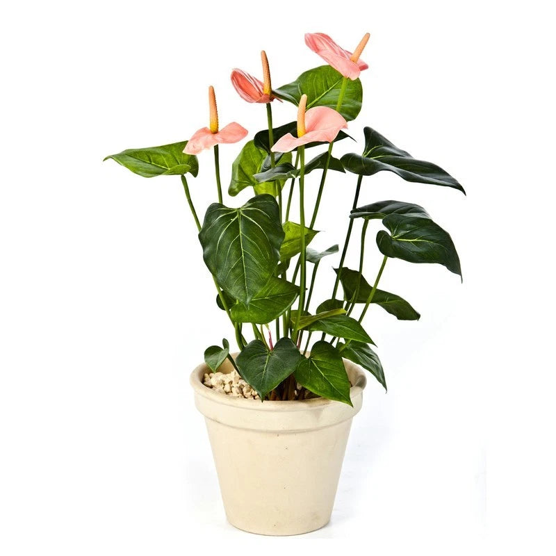 Pink anthurium live plant in beige pot with pink and coral flowers