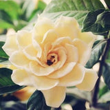 20 SEEDS champagne GARDENIA fragrant flower exotic bush garden plant USA Seller Flowering Plants