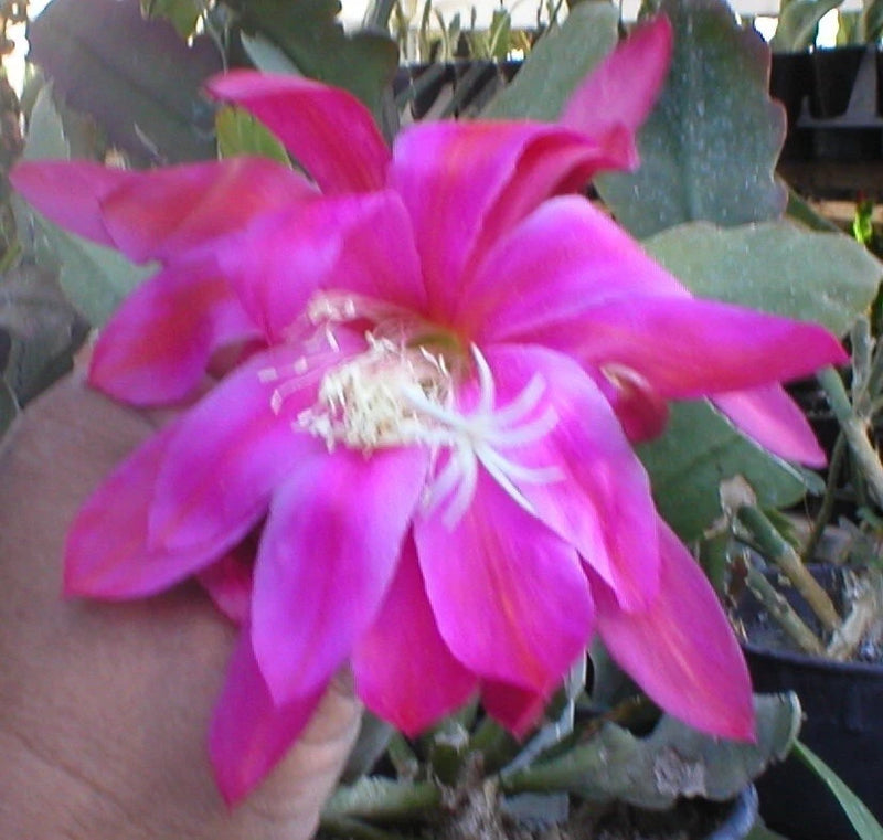 Orchid cactus pink star flower with pale center
