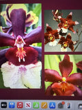 ORCHID PLANTS Onc 3 in pot w buds surp Orchids