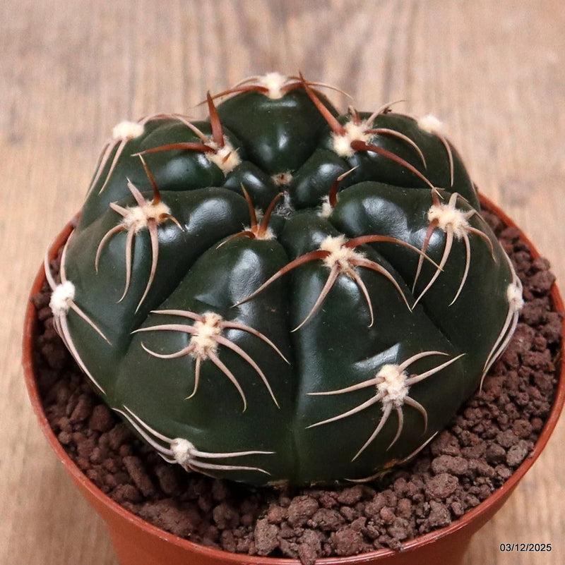D7679 GYMNOCALYCIUM DENUDATUM pot10-H6-W8,5 cm MaMa Cactus Green Plant