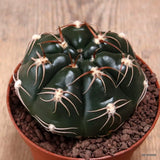 D7679 GYMNOCALYCIUM DENUDATUM pot10-H6-W8,5 cm MaMa Cactus Green Plant
