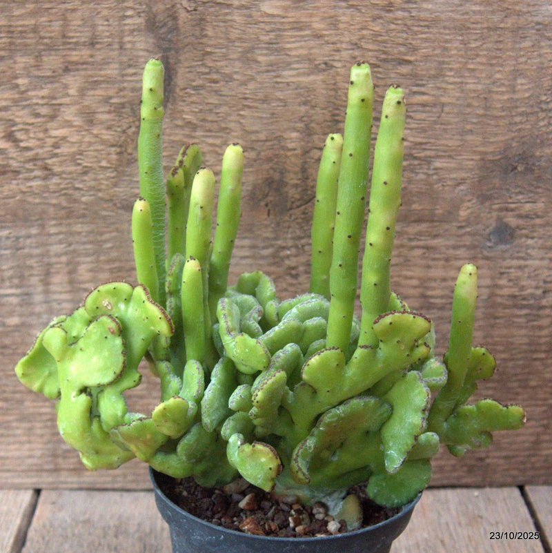 D7127 EUPHORBIA LEUCODENDRON CRESTED pot10-H18-W20 cm MaMa Cactus Green Plant