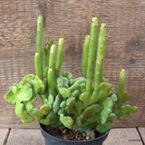 D7127 EUPHORBIA LEUCODENDRON CRESTED pot10-H18-W20 cm MaMa Cactus Green Plant