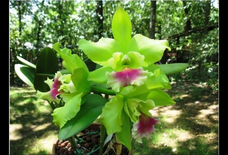Orchid plant with vivid lime-green blossoms and pink centers