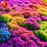 18000+ Magic Creeping Thyme Seeds for Planting Ground Cover Plants Heirloom Flow Garden Plants