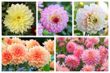 50 WATERCOLOR MIX DAHLIA Variabilis Double Bloom Mixed Colors Flower Seeds Flowering Plants