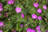 25+ Sanguineum (Bloody Cranesbill) Geranium Seeds for Garden - FREE SHIPPING! Garden Plants