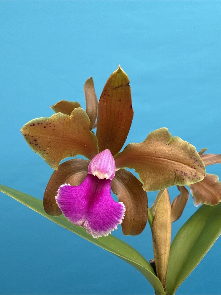 Blooming bicolor orchid with pink lips and brown petals on green stem