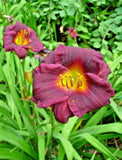 5 SILOAM PLUM TREE DAYLILY SEEDS - Hemerocallis 'Siloam Plum Tree' Garden Plants