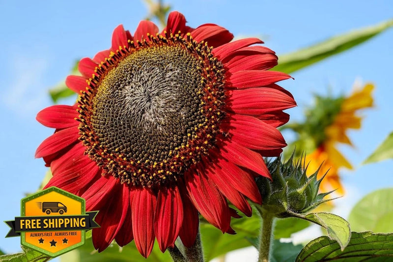 Red Sun Sunflower Seeds - 100 Count Bulk Flower Seed Packets Sunflower