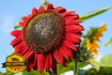 Red Sun Sunflower Seeds - 100 Count Bulk Flower Seed Packets Sunflower