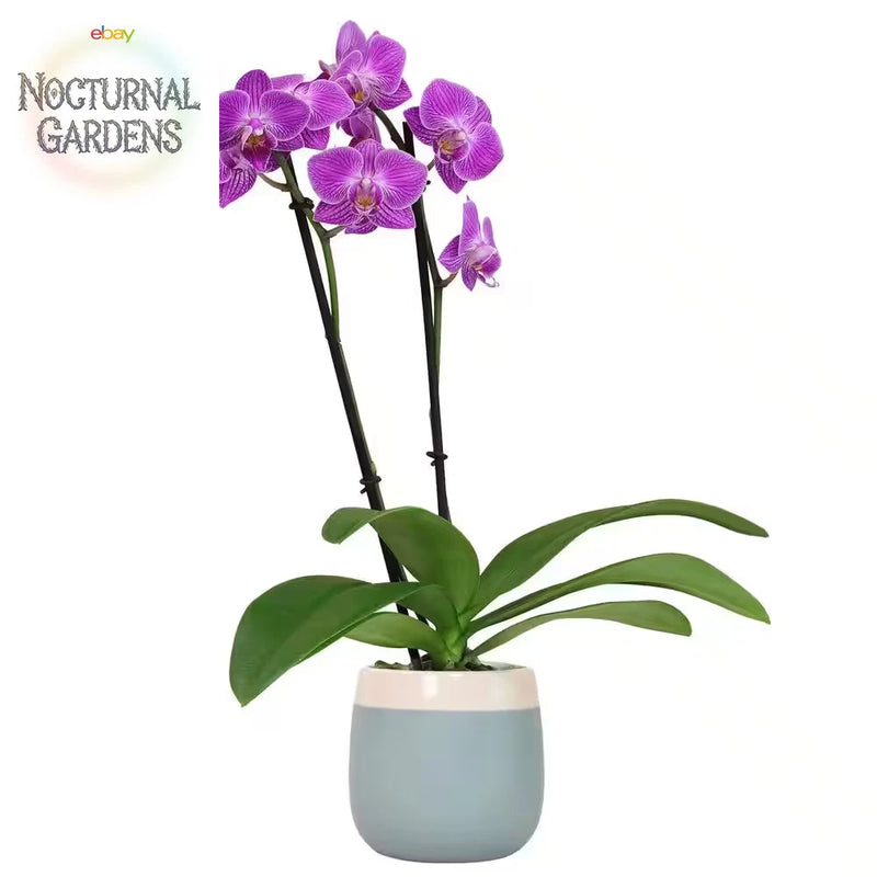 Purple Phalaenopsis orchid in blue and white ceramic pot