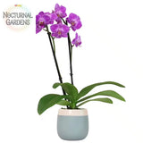 Deluxe Purple Live Orchid Plant (Phalaenopsis) in 3.5" Blue & White Orchid Pot, Orchids